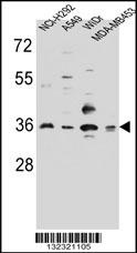 RIC3 Antibody