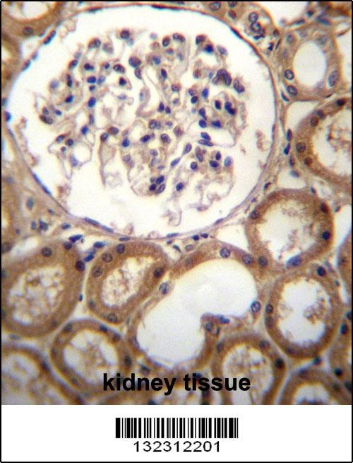 CLEC18A Antibody