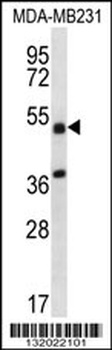 TRIM10 Antibody
