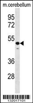 STAMBP Antibody