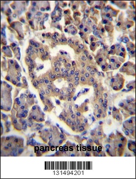 SPNS3 Antibody