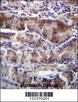 NRSN2 Antibody