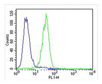 PLOD1 Antibody