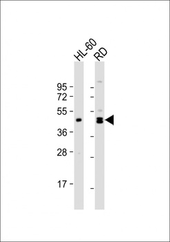 MYOD1 Antibody