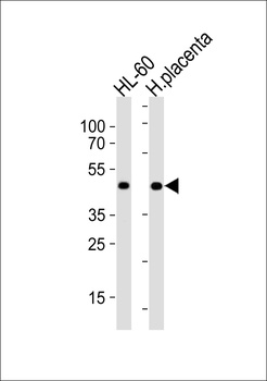 MYOD1 Antibody