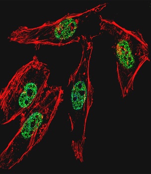 MYOD1 Antibody