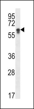 CYP2S1 Antibody