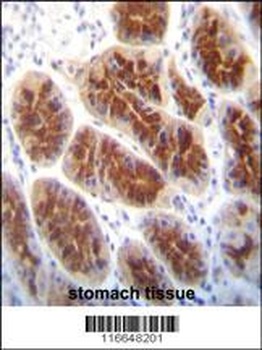 CLDN2 Antibody