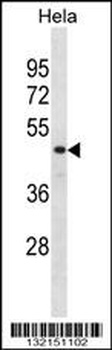 DRG1 Antibody