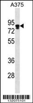 MLPH Antibody