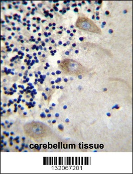 EIF3CL Antibody