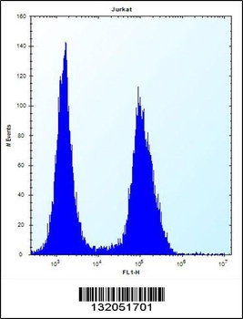 ASS1 Antibody