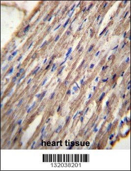 ACSM6 Antibody