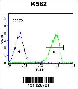 SH3TC1 Antibody