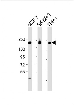 PREX1 Antibody