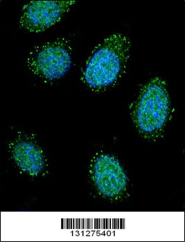 DTNA Antibody