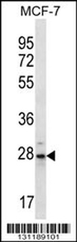 PSMB10 Antibody