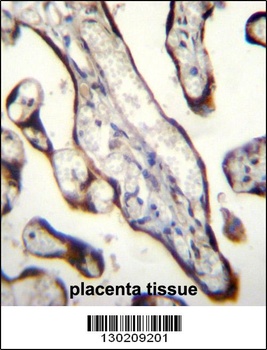 GDF15 Antibody