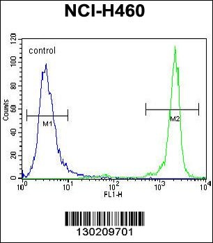 GDF15 Antibody