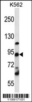 UBTF Antibody