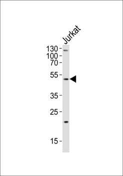 GAA Antibody