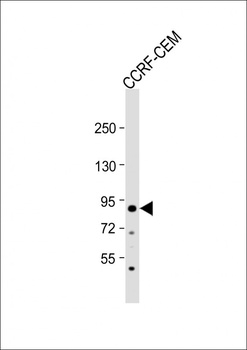 MDM2 Antibody