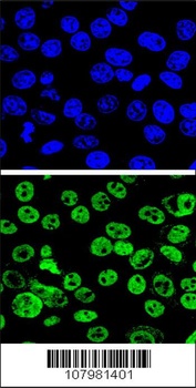 MDM2 Antibody