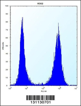 CCT8 Antibody