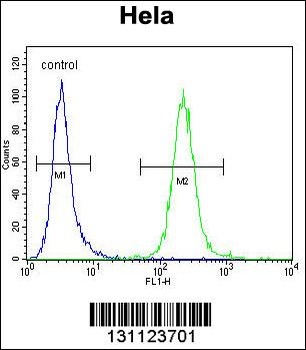 POLR1B Antibody