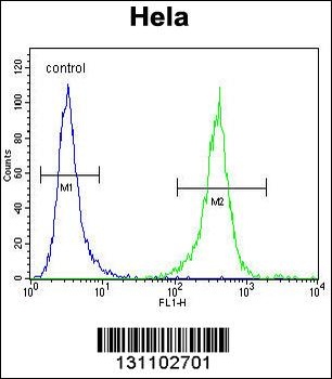 DNAJB6 Antibody