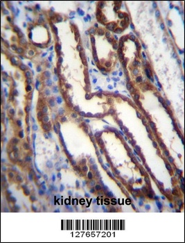 NXN Antibody