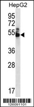 DPH7 Antibody