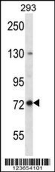 SPG7 Antibody