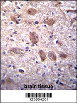 SPG7 Antibody