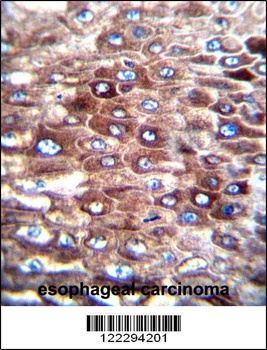 CJ057 Antibody