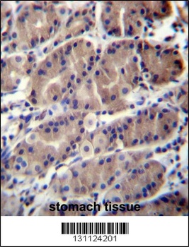 RNF5 Antibody