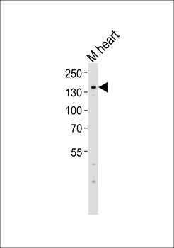 MYBPC3 Antibody