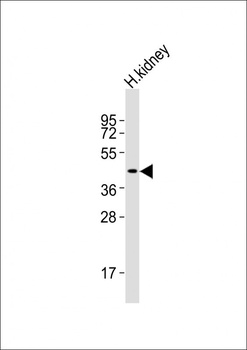I23O2 Antibody