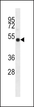 IDO2 Antibody