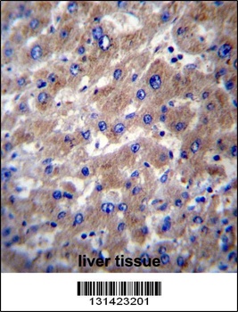 SLMO2 Antibody