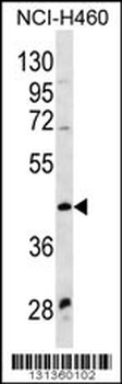WNT9A Antibody