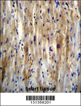 SLC12A7 Antibody