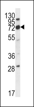 IGSF8 Antibody