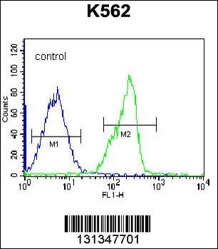 ZNF146 Antibody