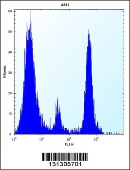 POMT1 Antibody