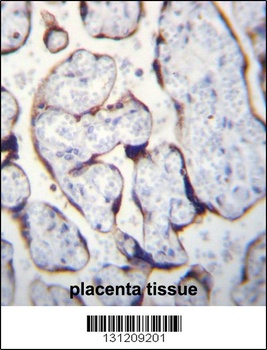 LETM2 Antibody