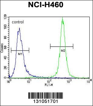 MST1 Antibody