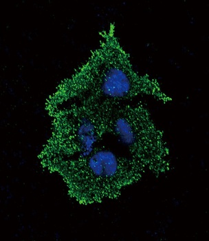 TGFB1 Antibody