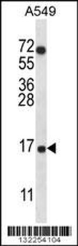 COX7A2L Antibody