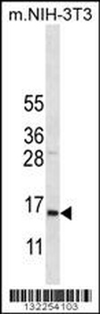 COX7A2L Antibody